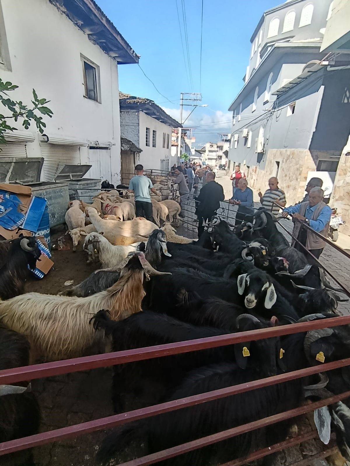 Bozdoğan’da kurban hareketliliği Küçükbaş fiyatı belli oldu