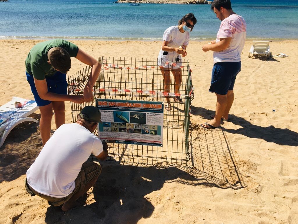 Caretta (2)