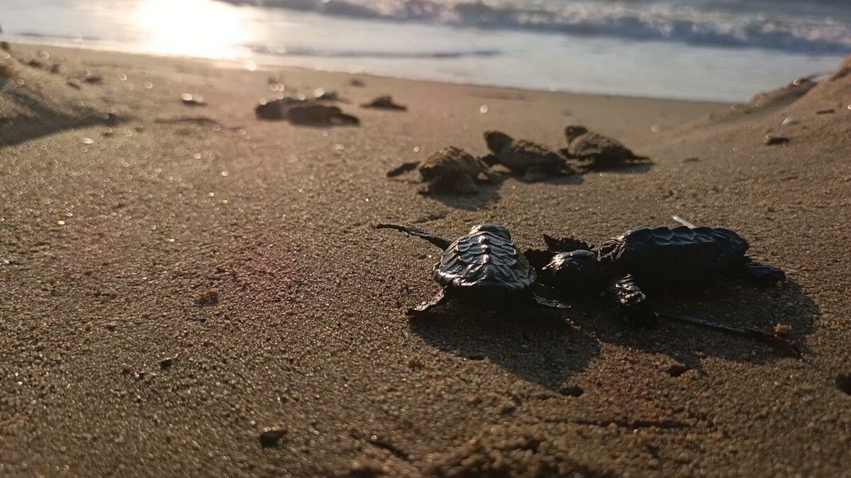 Caretta (5)