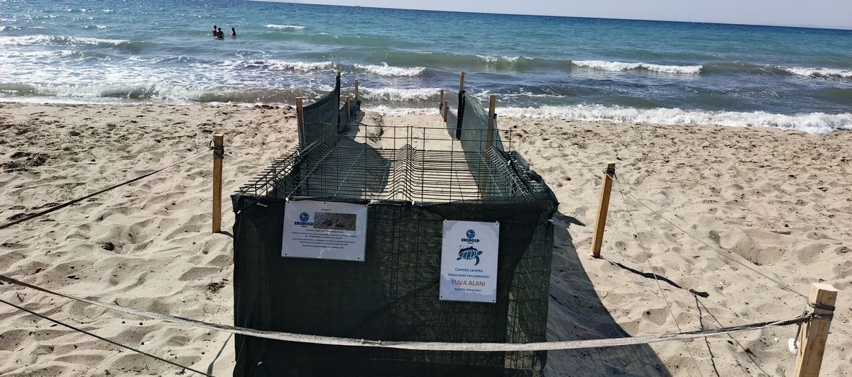 Caretta (6)