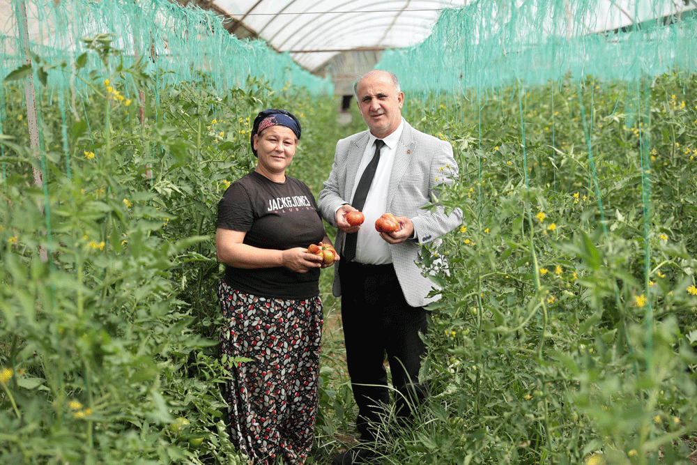İncirliova’da yerli domatesi ilk kez toplandı