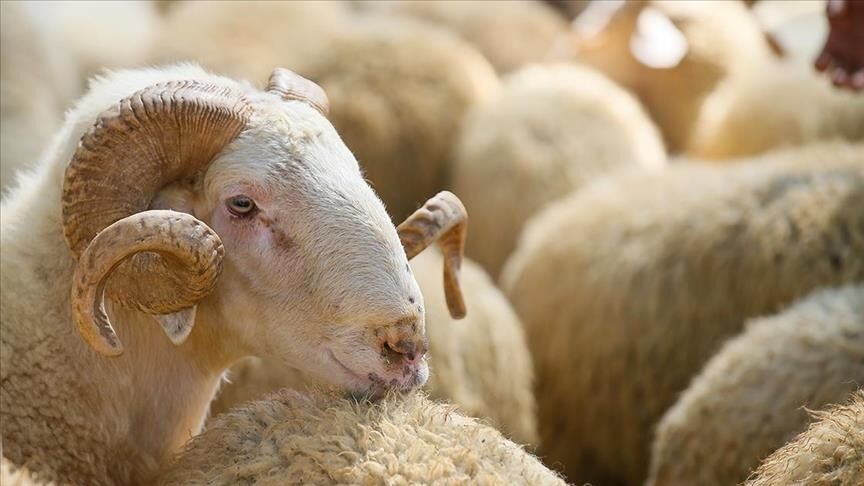 Kurban Keserken En Çok Yapılan Hatalar Neler