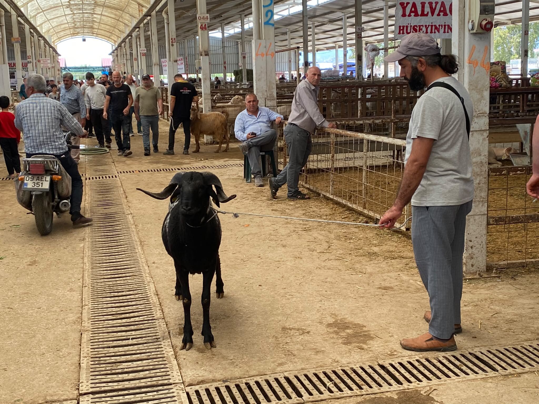 Nazilli’de kurbanlık alacaklar dikkat! Son gün fiyatlar artabilir