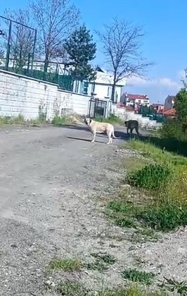 Okul Çıkışı Kabusa Döndü! Köpeklerinin Saldırısında 9 Yaşındaki Öğrenci Yaralandı (2)