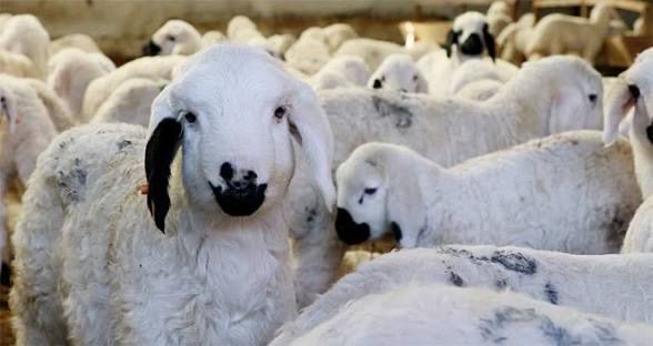 Tarım Orman Bakanlığı Kurban Bayramı için uyardı! Sağlıklı hayvan nasıl olur?