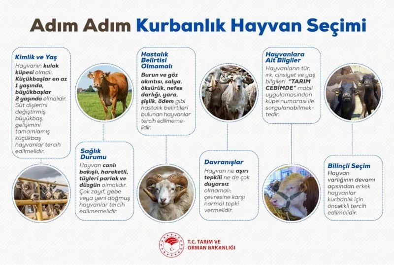Tarım Orman Bakanlığı Kurban Bayramı için uyardı! Sağlıklı hayvan nasıl olur?