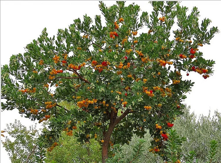 Sandal Ağacı