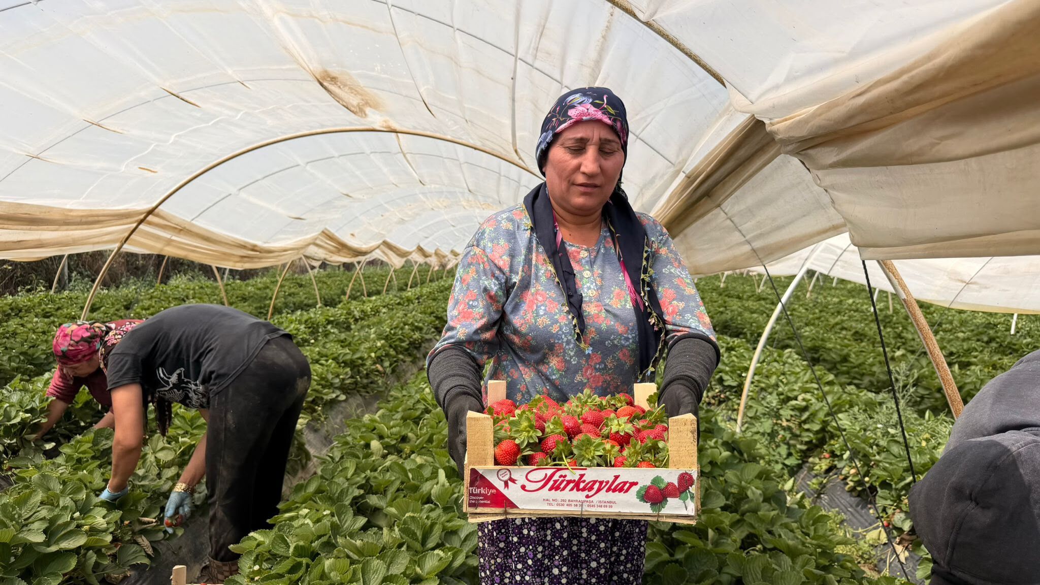 Atça’da Çilek Üreticisi Destek Bekliyor! Ürün Tarlada Kaldı (7)