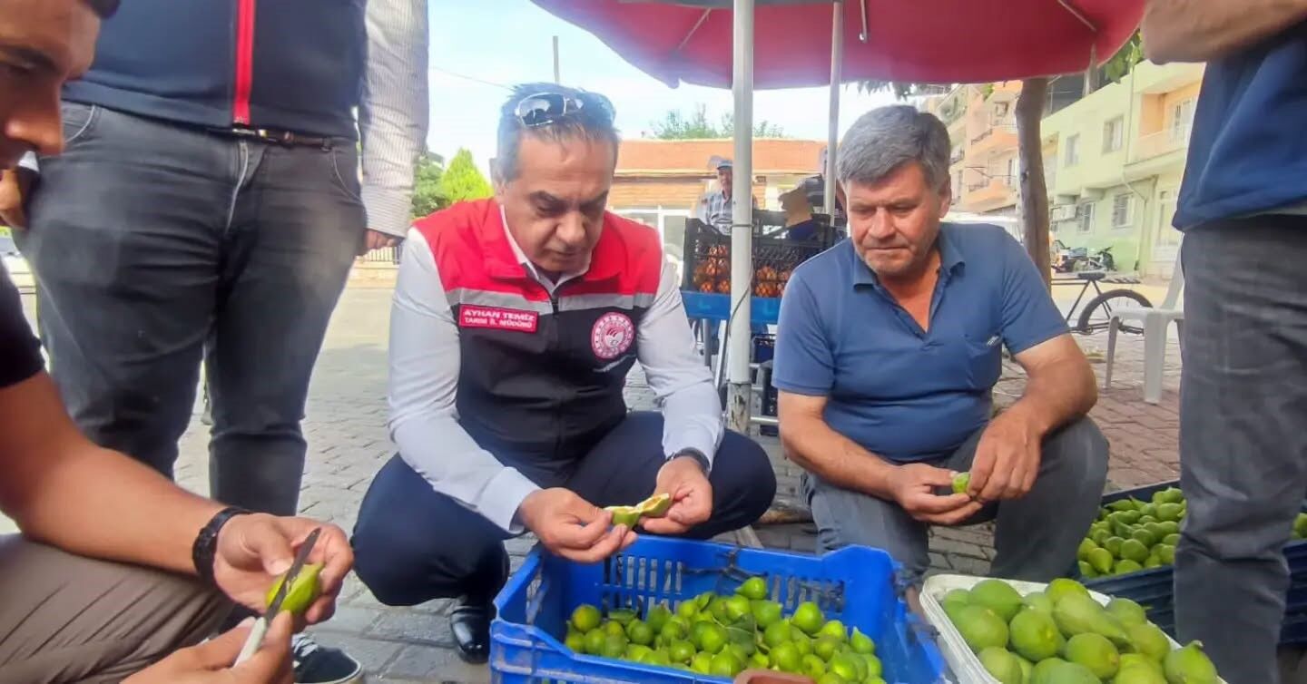 Aydın Incirinde Kalite Alarmı Üreticiye Yakın Takip (5)