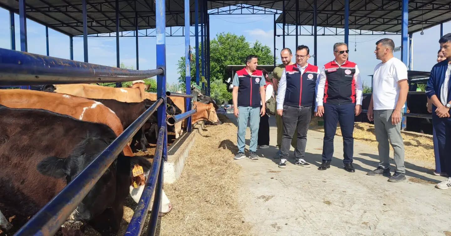 Aydın’da Angus yetiştiriciliği yaygınlaşıyor