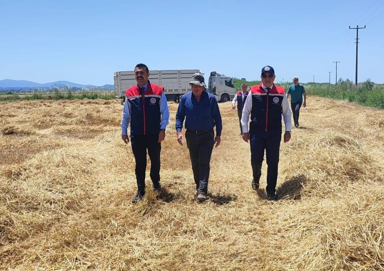 Aydın’da buğday hasadı başladı