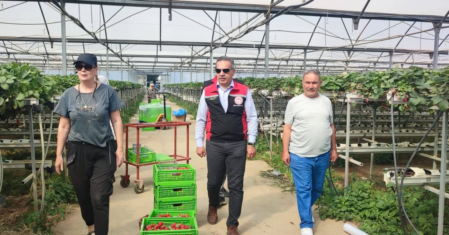 Aydın’da çilek serasında hasat heyecanı