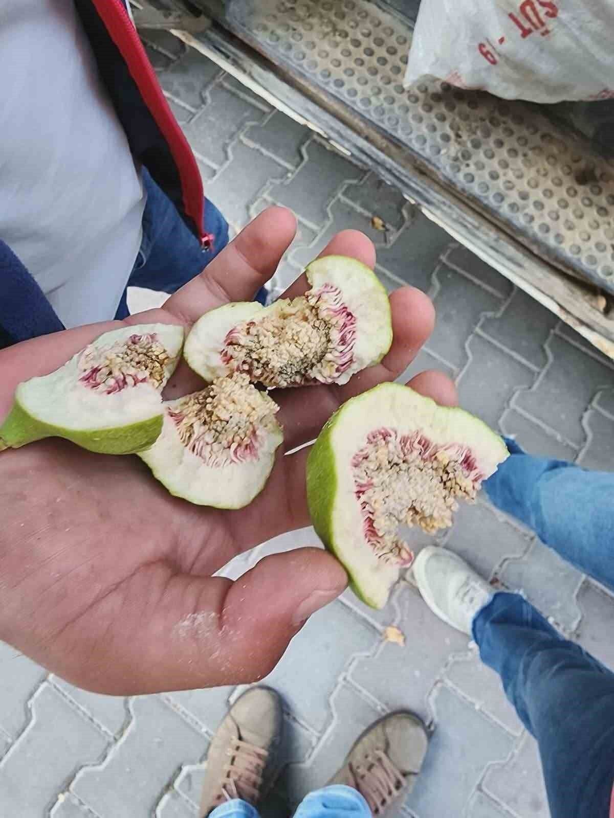 Aydın’da ilekleme sezonu başladı
