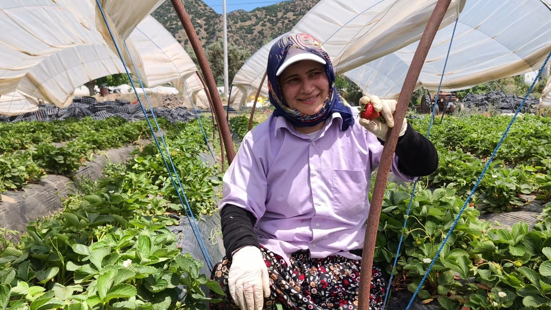 Aydın’da kavurucu sıcakta alın teri: Kadın işçiler çilek tarlasında