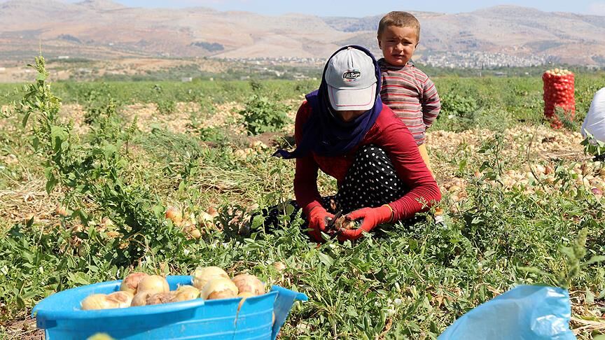Aydın’da Mevsimlik İşçi Var Mı