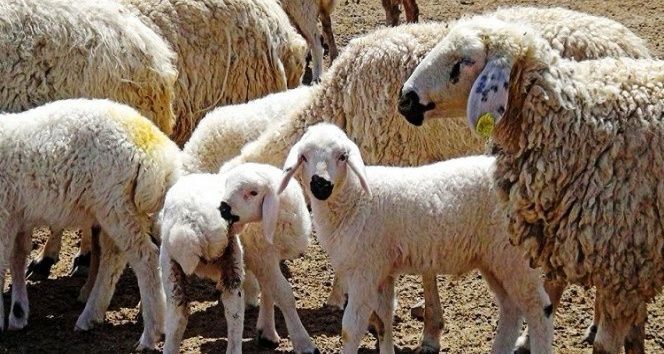 Aydın'da otlak alanlar daraldı: Hayvancılık can çekişiyor