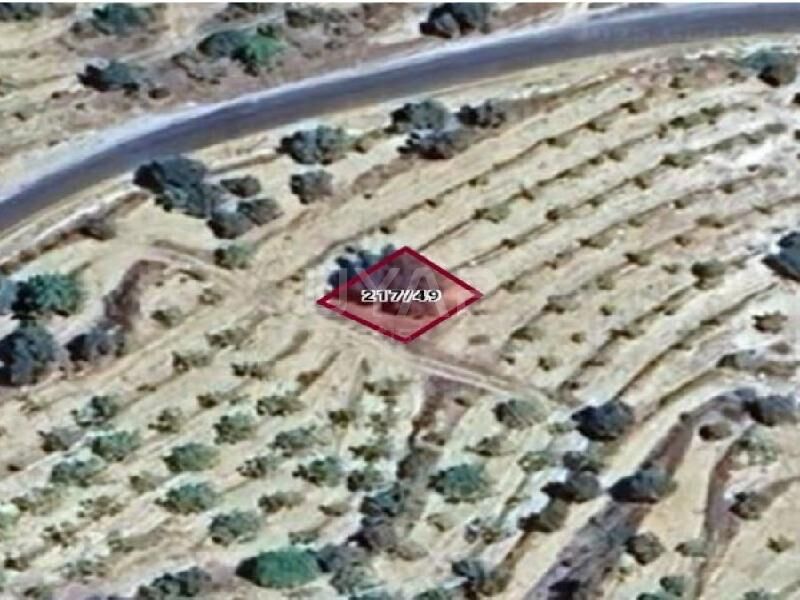 Aydın’da şaşırtan arsa fiyatı: 4 gram altın parasına zeytinlik
