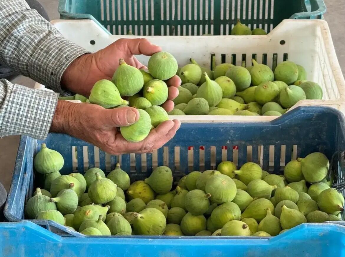 Aydın’da sezonun ilk ilekleri tezgaha çıktı