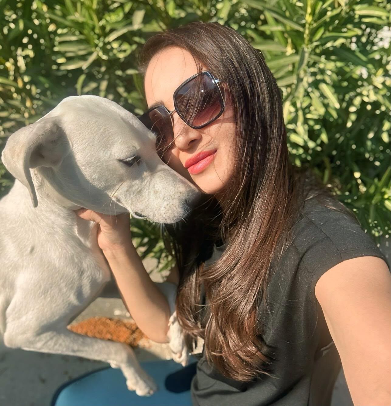 Aydın’da sokak hayvanları toplama rakamı: “Başarı değil, katliam göstergesi”