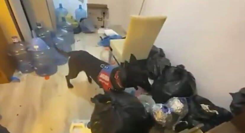 Aydın’da zehir çetesine şafak çöküşü! 89 gözaltı