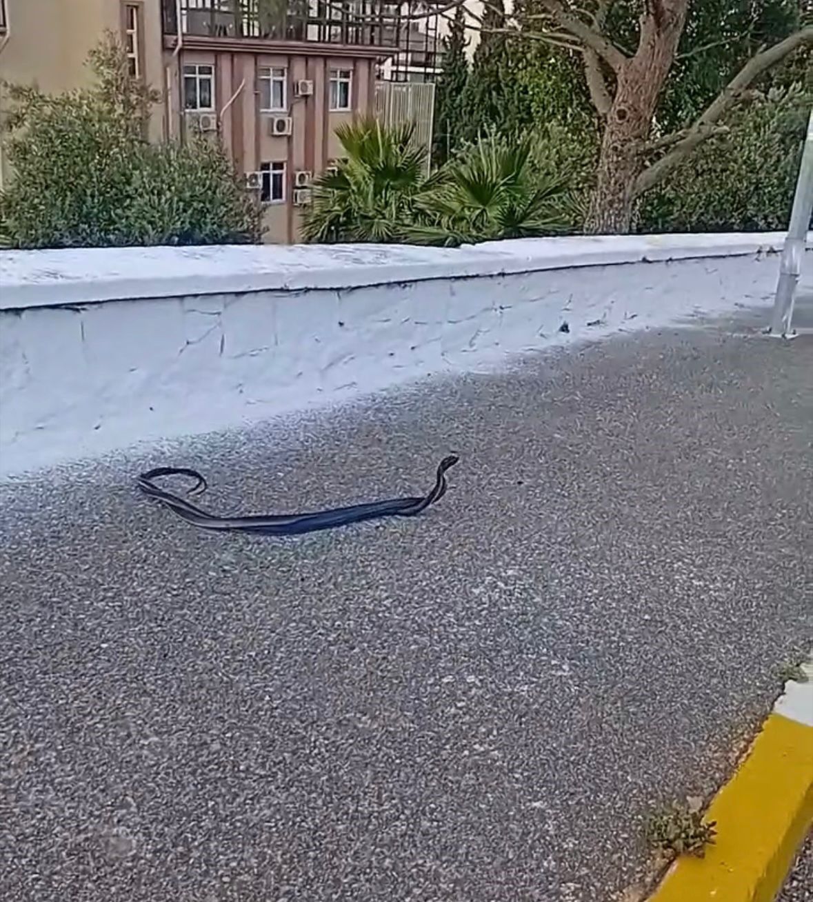 Bozdoğan’da ilginç anlar! Sıcaklar artınca ortaya çıktılar