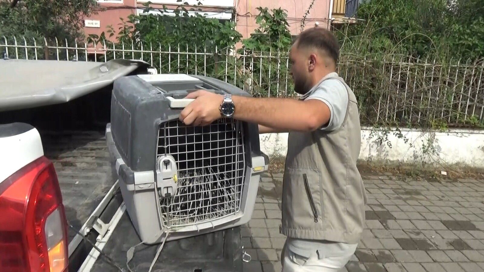 Efeler’de depoya giren oklu kirpi kurtarıldı: Doğaya yeniden dönecek