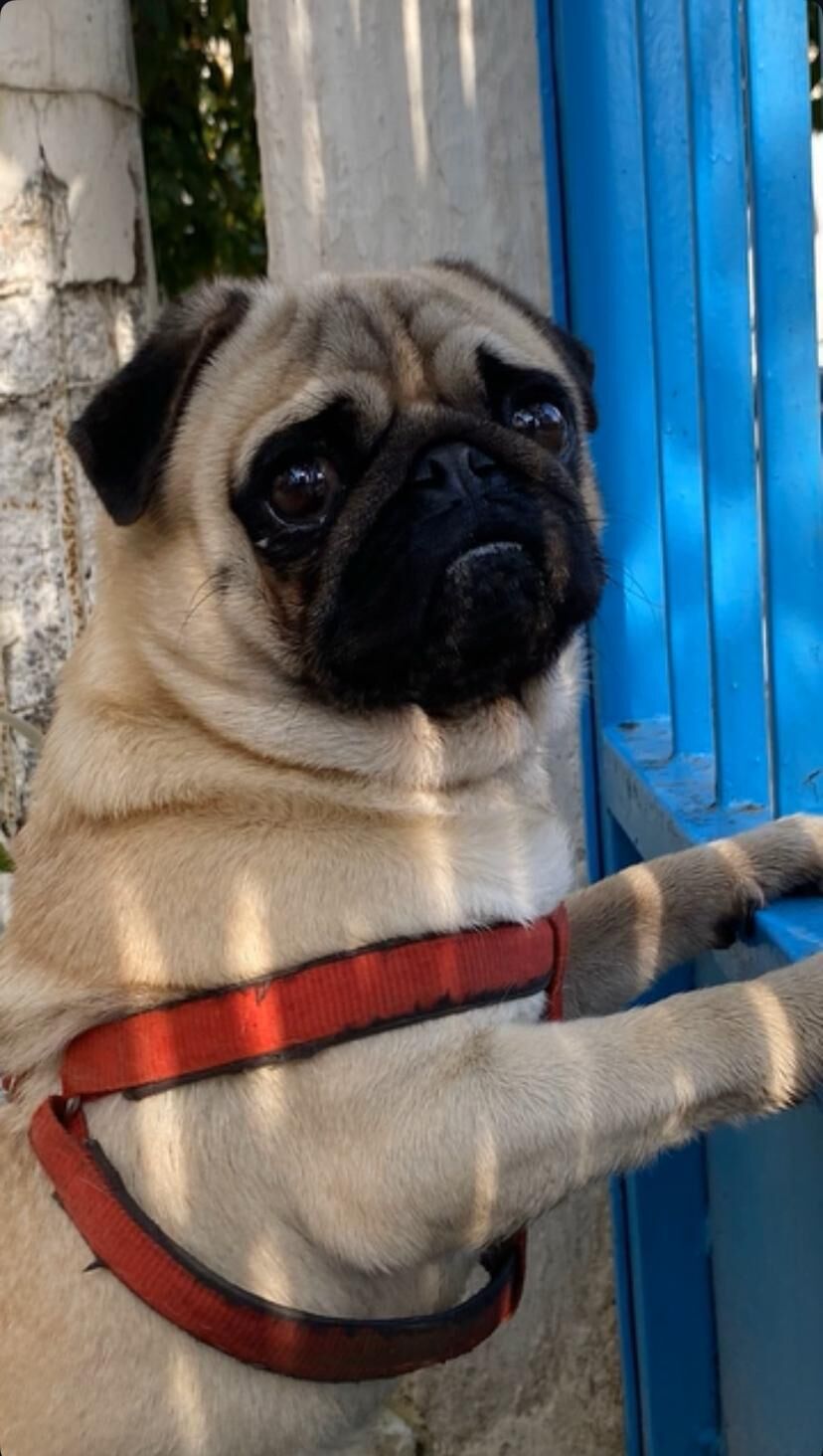 Kayip Köpek