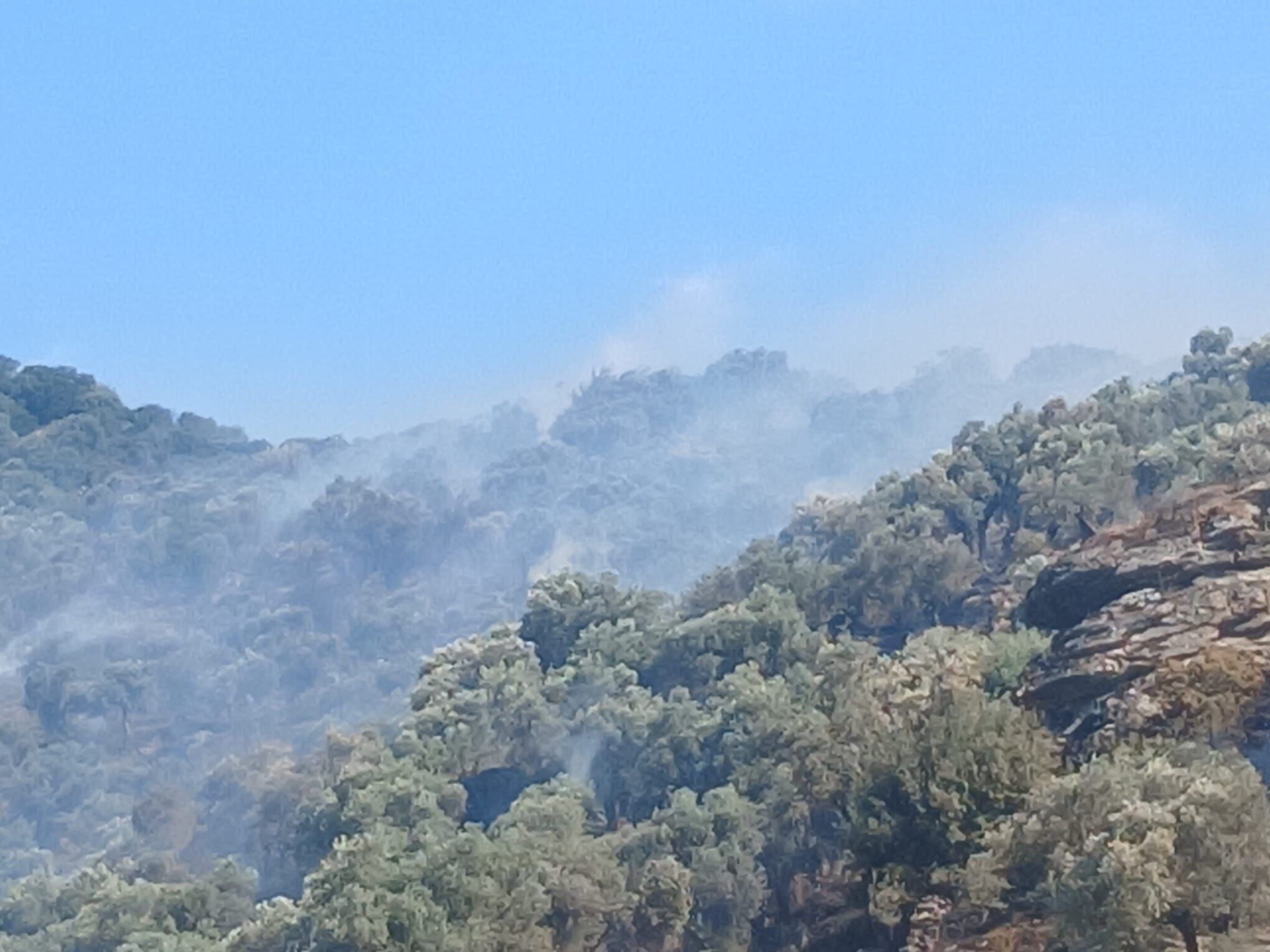 Söke’deki yangında 5 bin zeytin ağacı zarar gördü