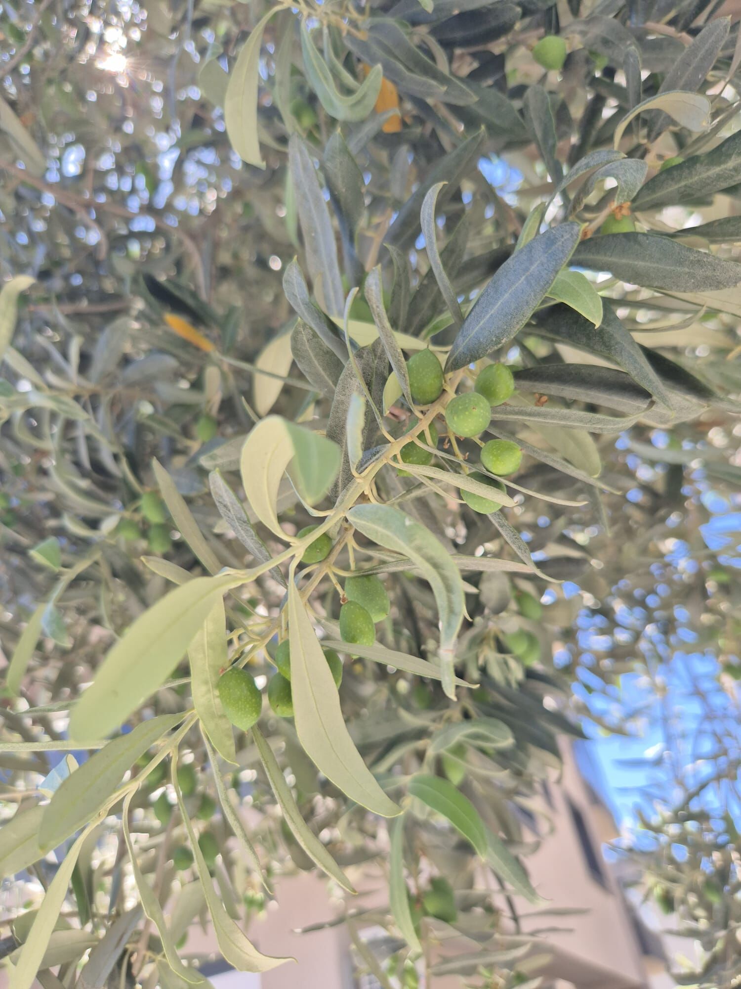 Zeytin (3)