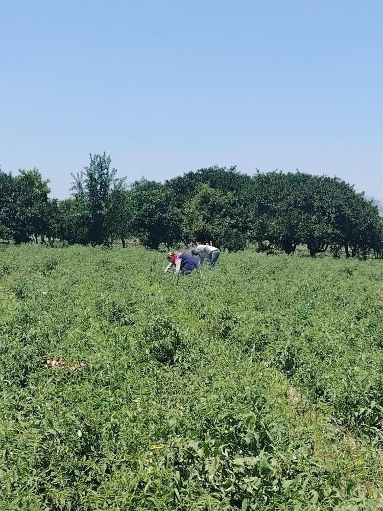 Aydın “Alarm Veren” 10 Ilden Biri! Tarımda Pestisitle Kararlı Savaş (1)