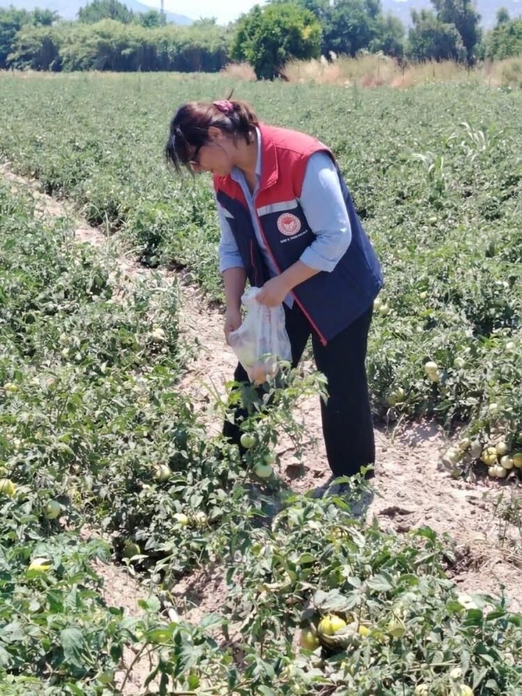 Aydın “Alarm Veren” 10 Ilden Biri! Tarımda Pestisitle Kararlı Savaş (3)