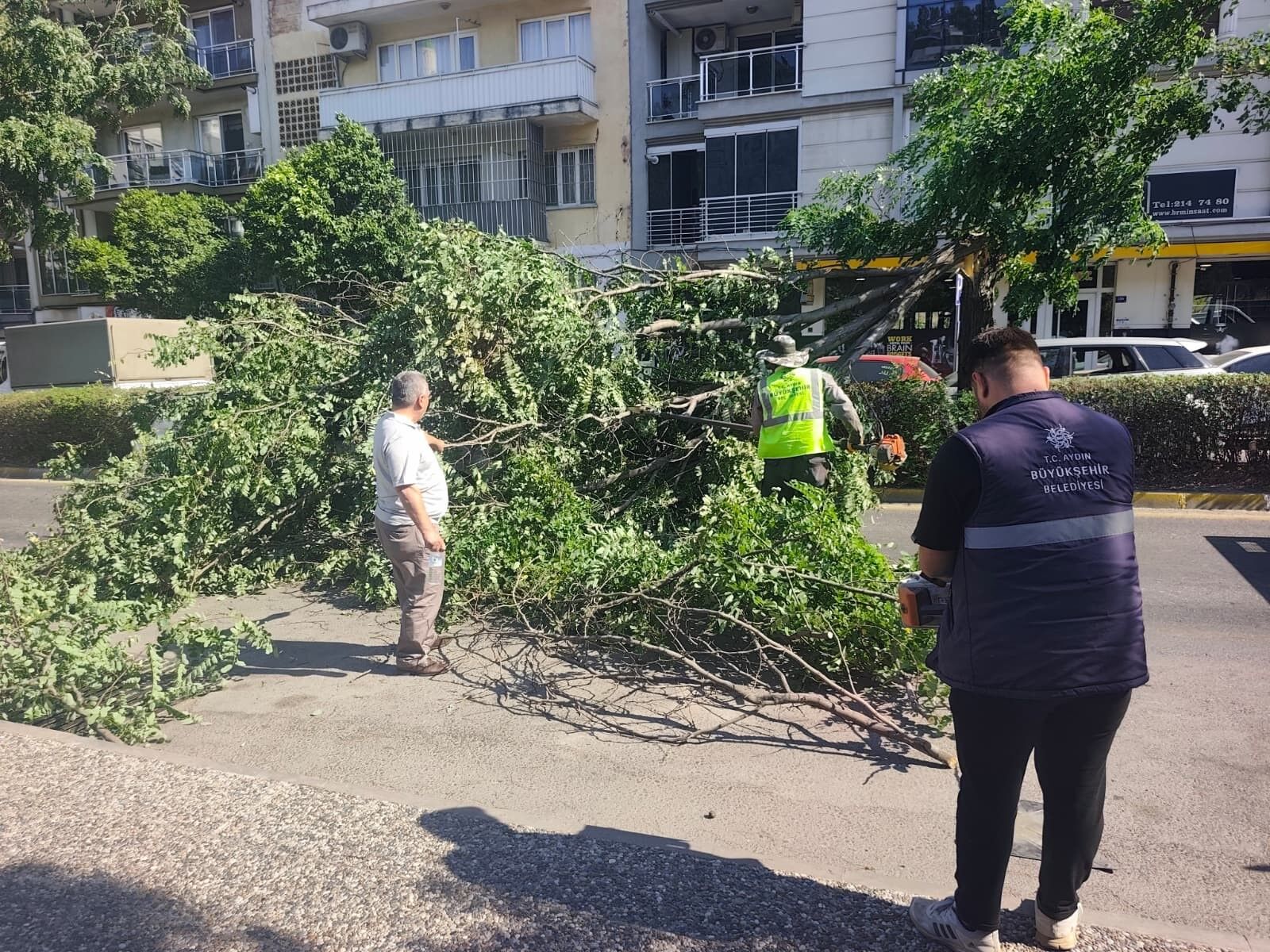 Aydın’da seyir halindeki araca ağaç düştü