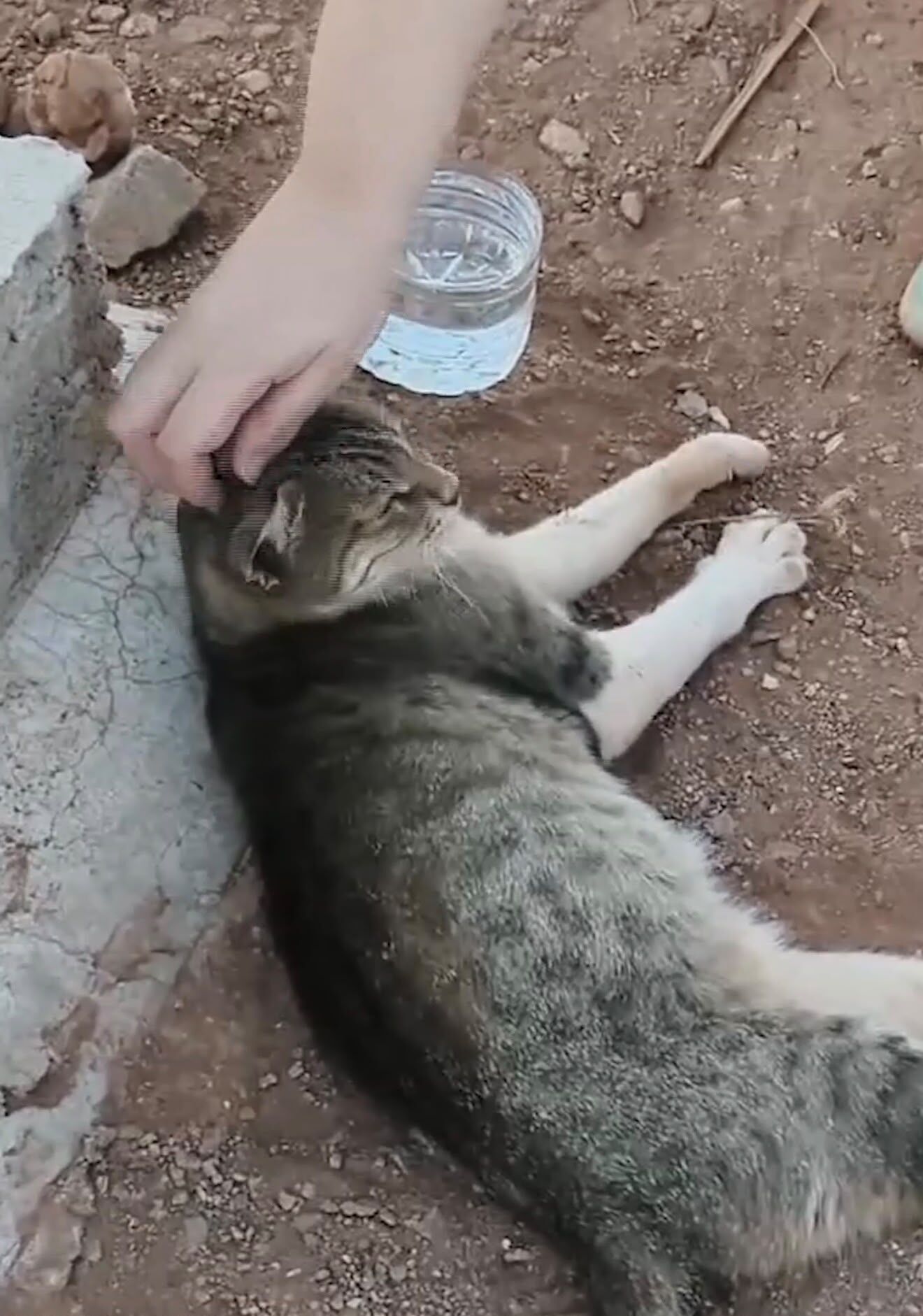 Aydın’daki Kedi ‘Nankör’ Iddiasını Çürüttü Vefat Eden Sahibinin Mezarından Ayrılmıyor (1)