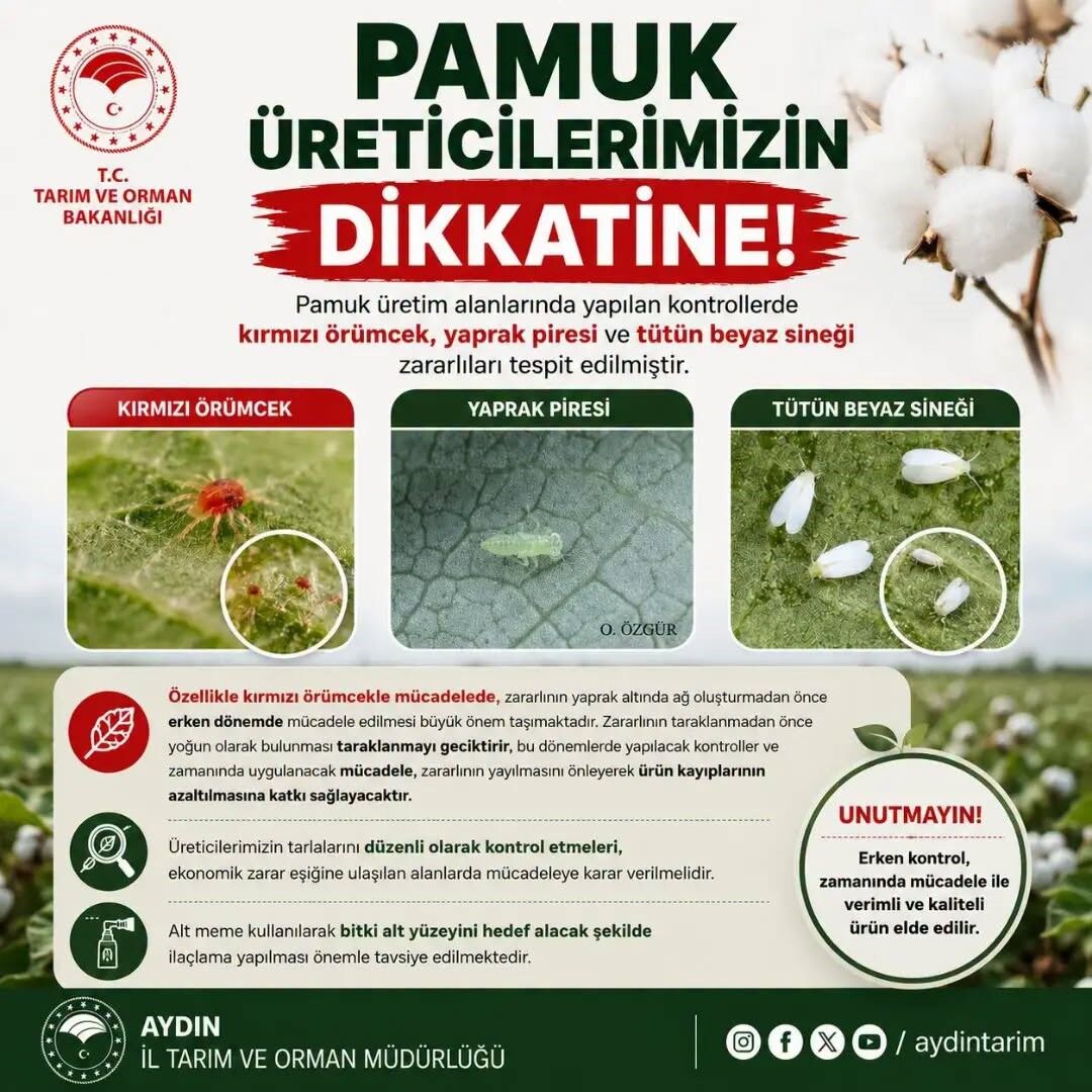 Aydın’daki Pamuk Üreticileri Dikkat Tarlalardaki Tehditlere Karşı Kritik Uyarı (2)