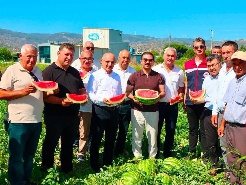 Aydın’ın meşhur Cincin Karpuzu’nun hasadı başladı