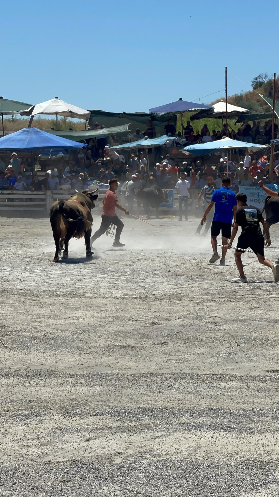 Germencik'te pehlivan boğalar arenaya çıktı