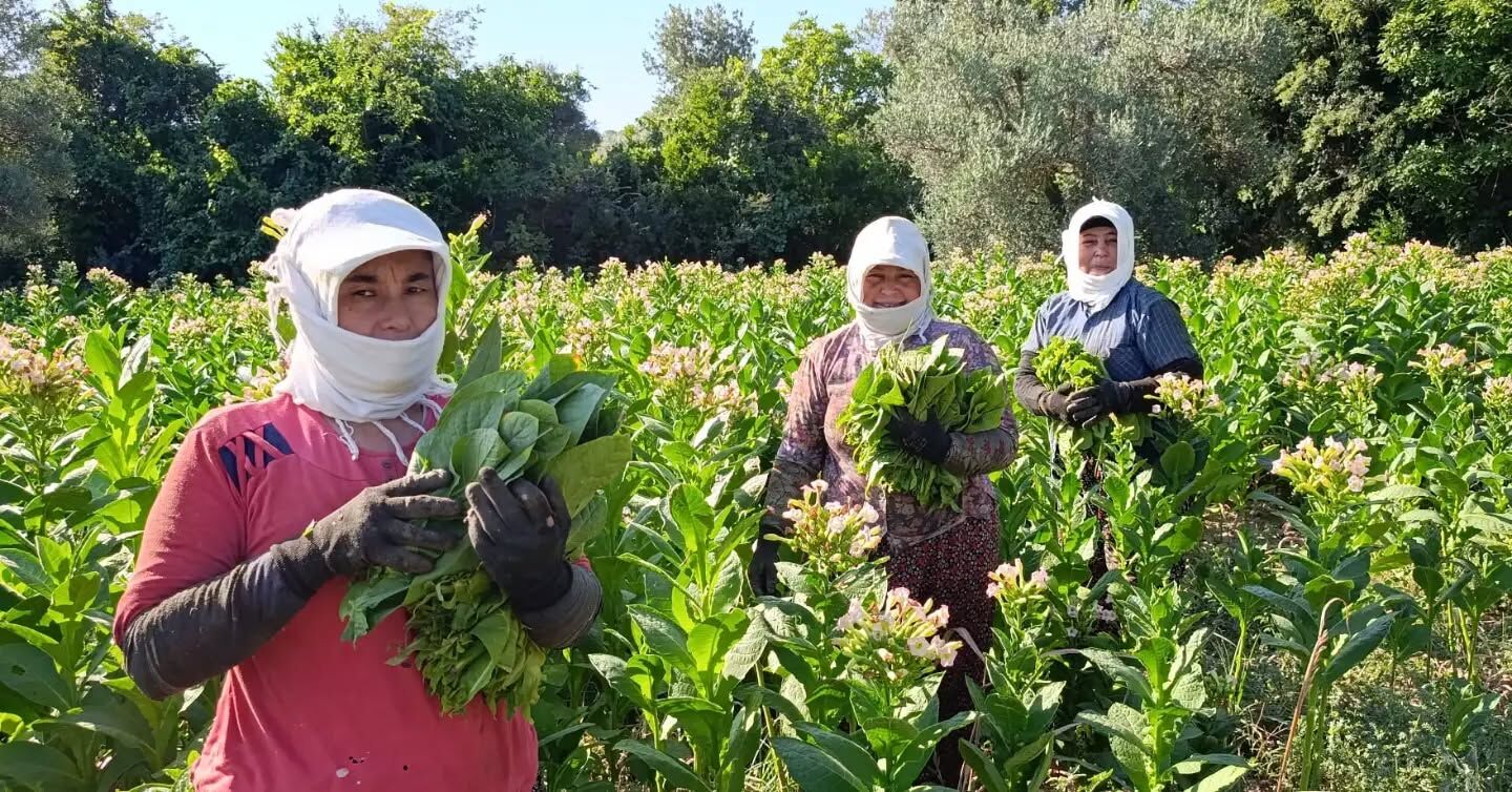 Karacasu’da Tütün Kırım Sezonu Başladı Müdür Temiz Üreticilere Eşlik Etti (1)