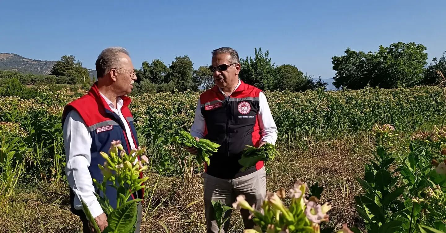 Karacasu’da Tütün Kırım Sezonu Başladı Müdür Temiz Üreticilere Eşlik Etti (3)
