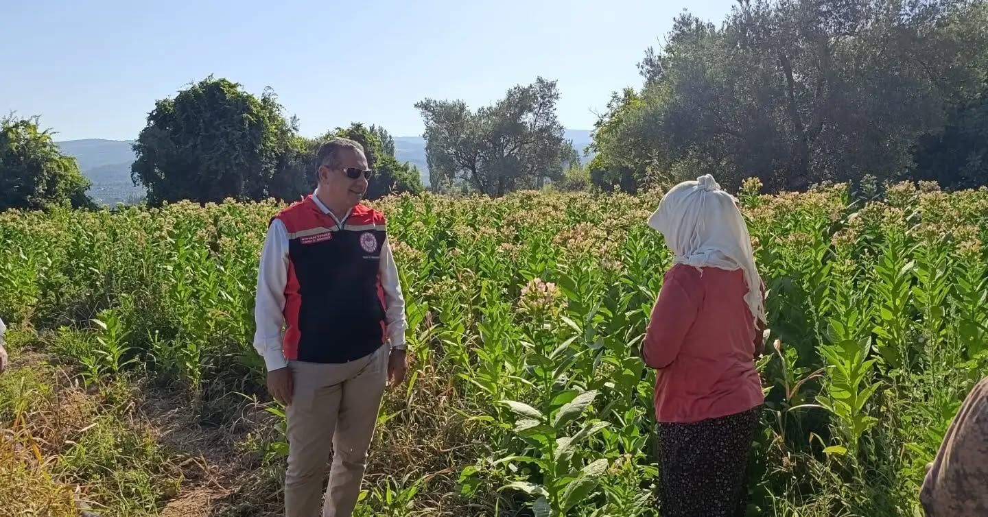 Karacasu’da Tütün Kırım Sezonu Başladı Müdür Temiz Üreticilere Eşlik Etti (4)