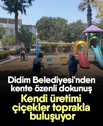 Didim Belediyesi'nden kente özenli dokunuş! Kendi üretimi çiçekler toprakla buluşuyor