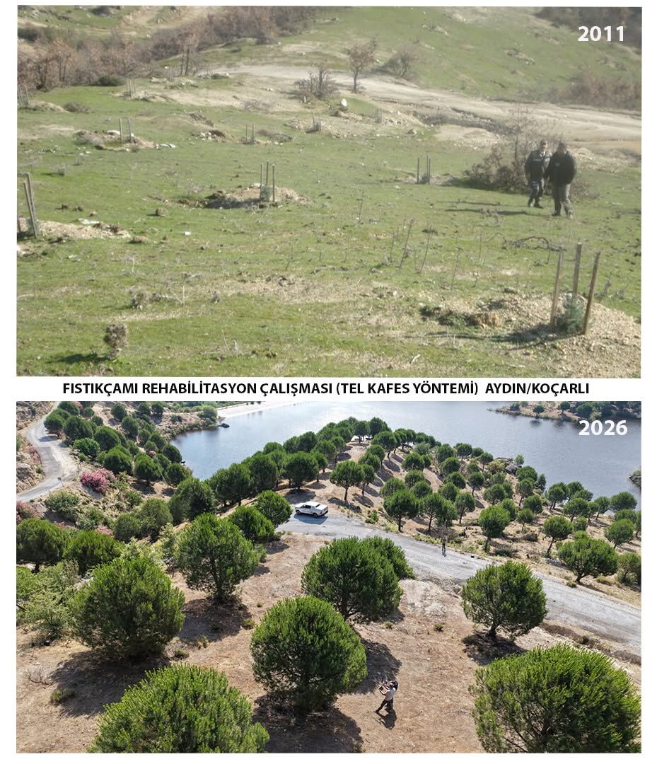 Koçarlı’da 15 yıllık emek Fıstıkçamları kozalak vermeye başladı