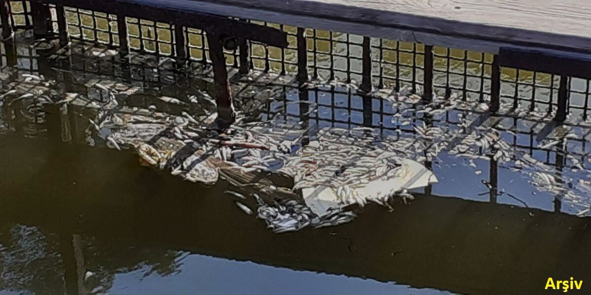 Kuşadası Kocagöl’ün geldiği son hal sinekleri arttırdı: Kanal kapanınca ağır koku yeniden yayıldı