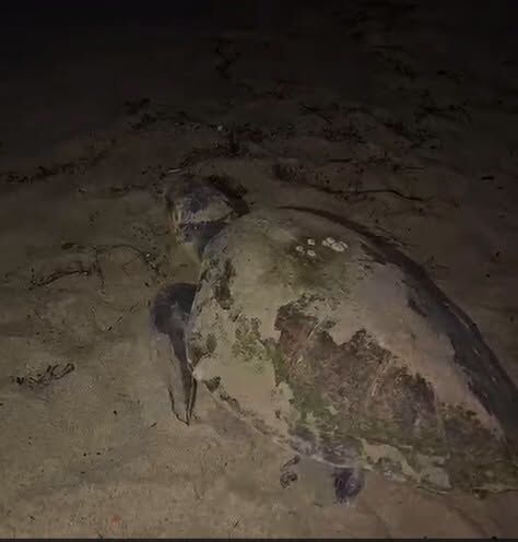 Kuşadası'nda 3 Kaybın Ardından Umut Verici Haber (5)