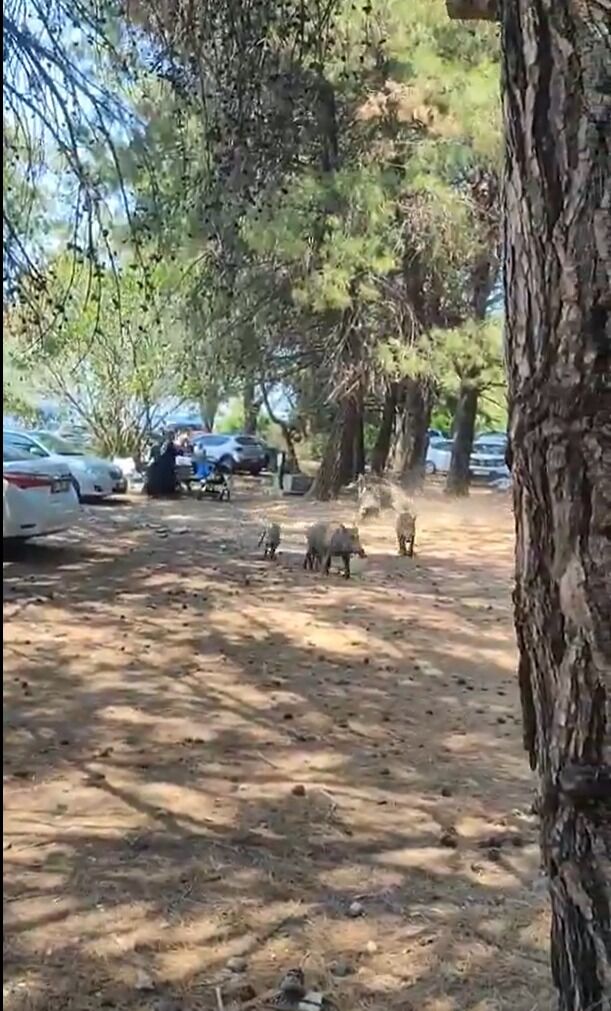 Kuşadası’ndaki Tatilciler Yaban Domuzlarının Arasında Kaldı (2)