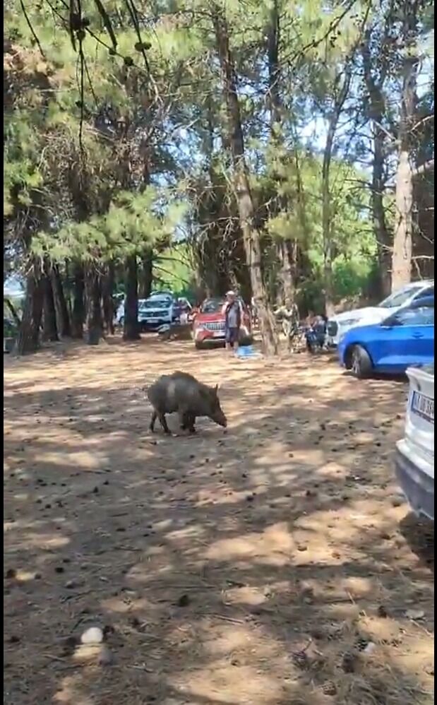Kuşadası’ndaki Tatilciler Yaban Domuzlarının Arasında Kaldı (3)