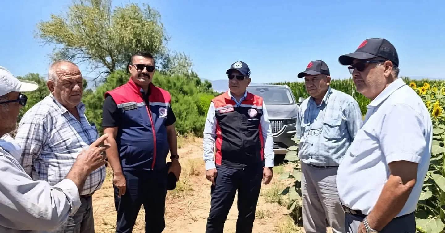 Söke, ayçiçeği üretiminde Aydın’ın lokomotifi