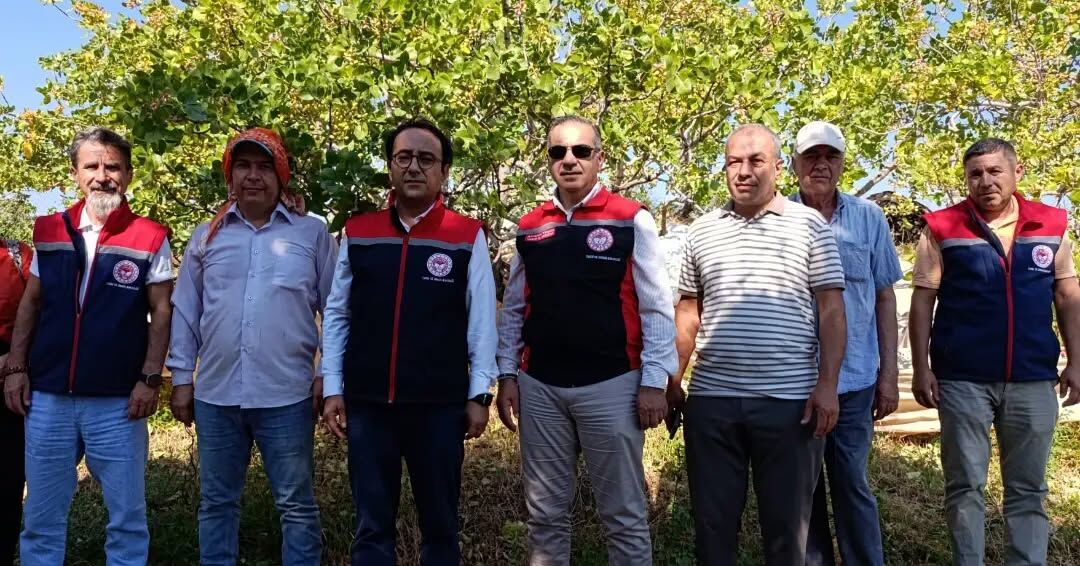Aydın’da Antep Fıstığı Hasadı! Üretime Büyük Katkı (3)