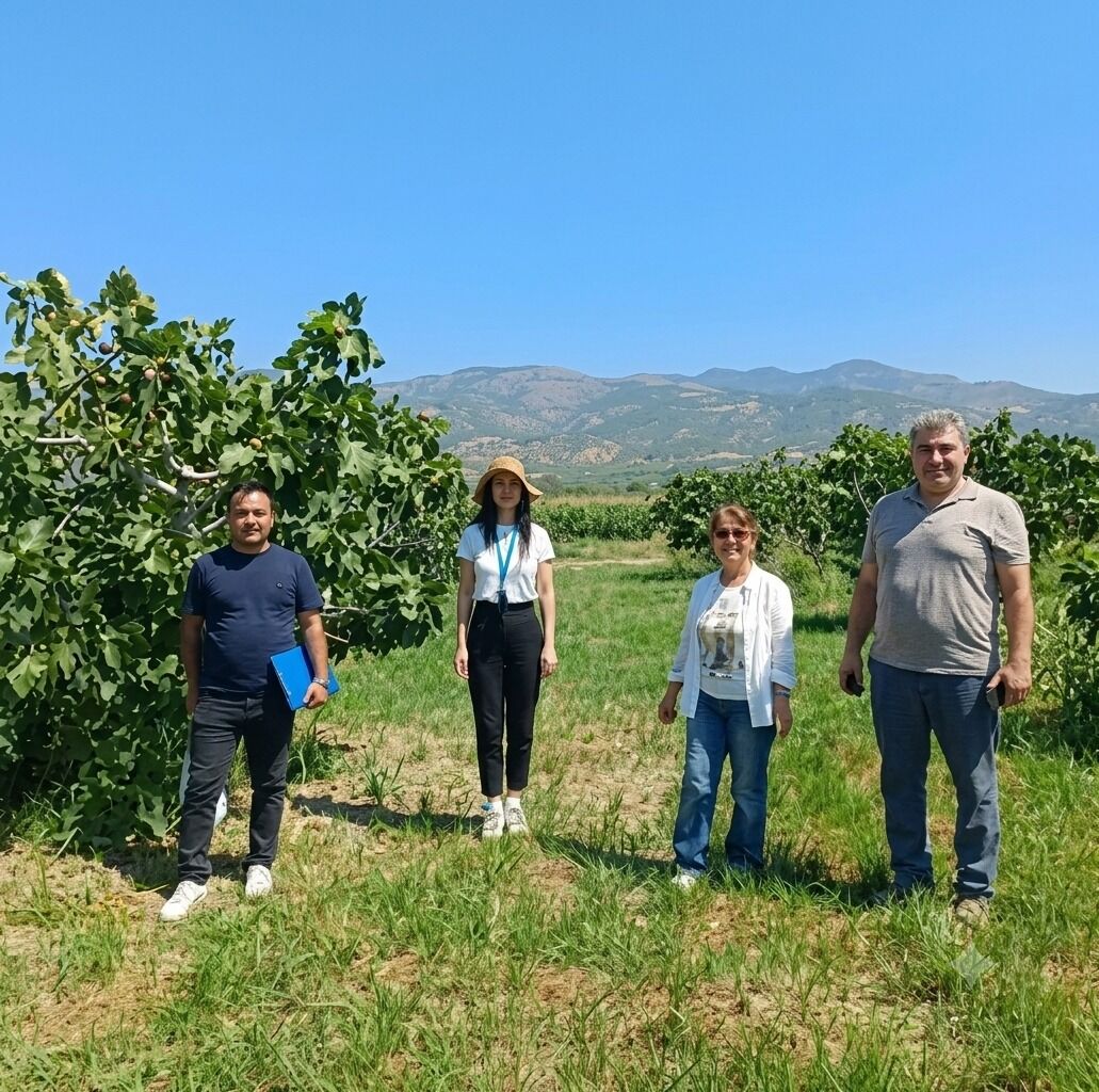 Aydın'da incir bahçelerinde sıkı denetim!