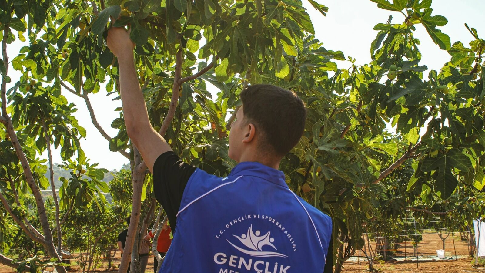 Aydın’daki gönüllü gençler incir hasadına katıldı
