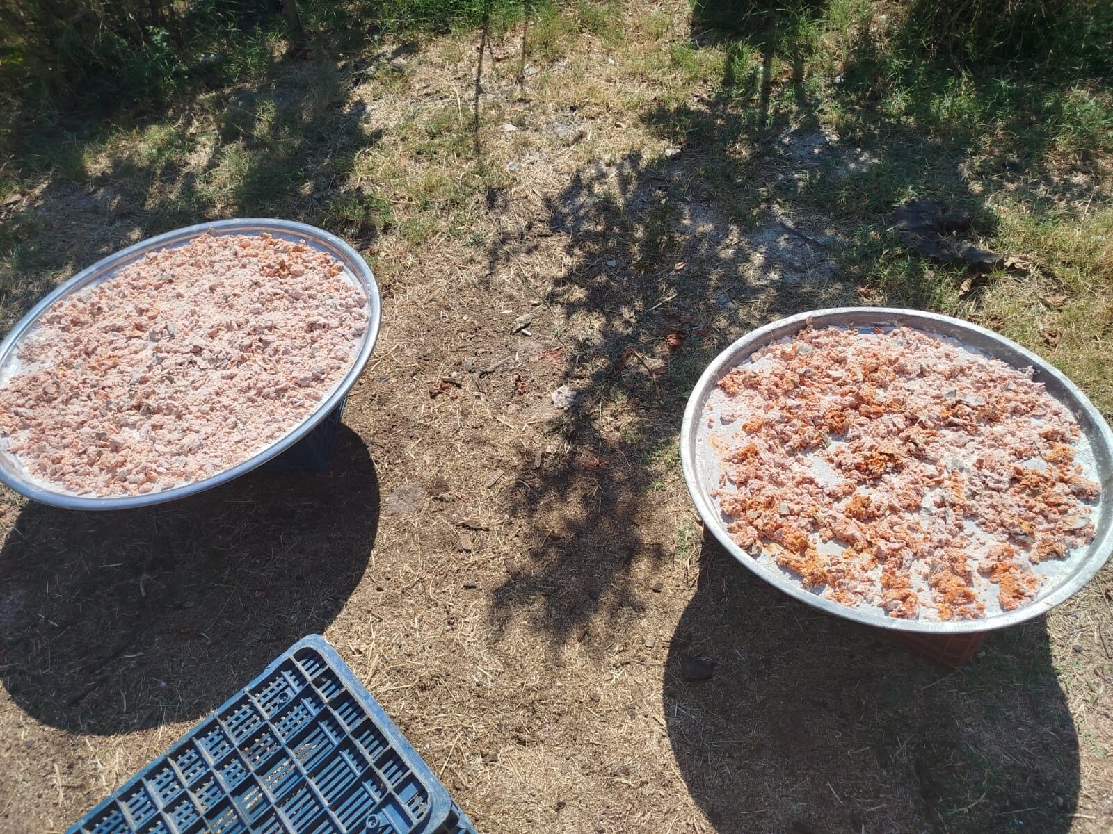 Aydınlı Kadınlar Organik Ve Sağlıklı Beslenme Için Kolları Sıvadı! Kışlık Tarhana Için Hummalı Hazırlık (1)